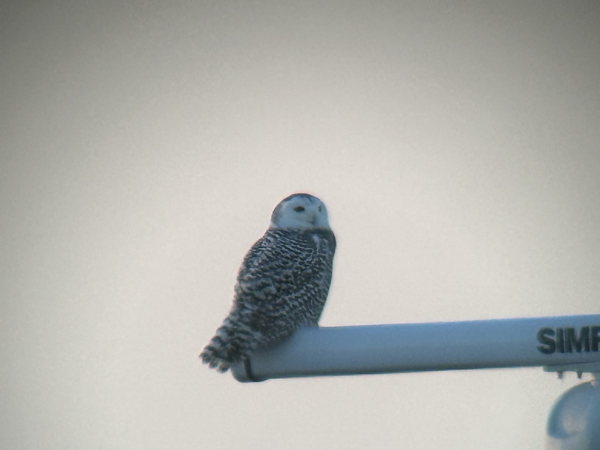 Snowy Owl - ML645233371