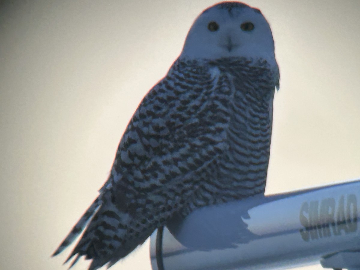 Snowy Owl - ML645233372