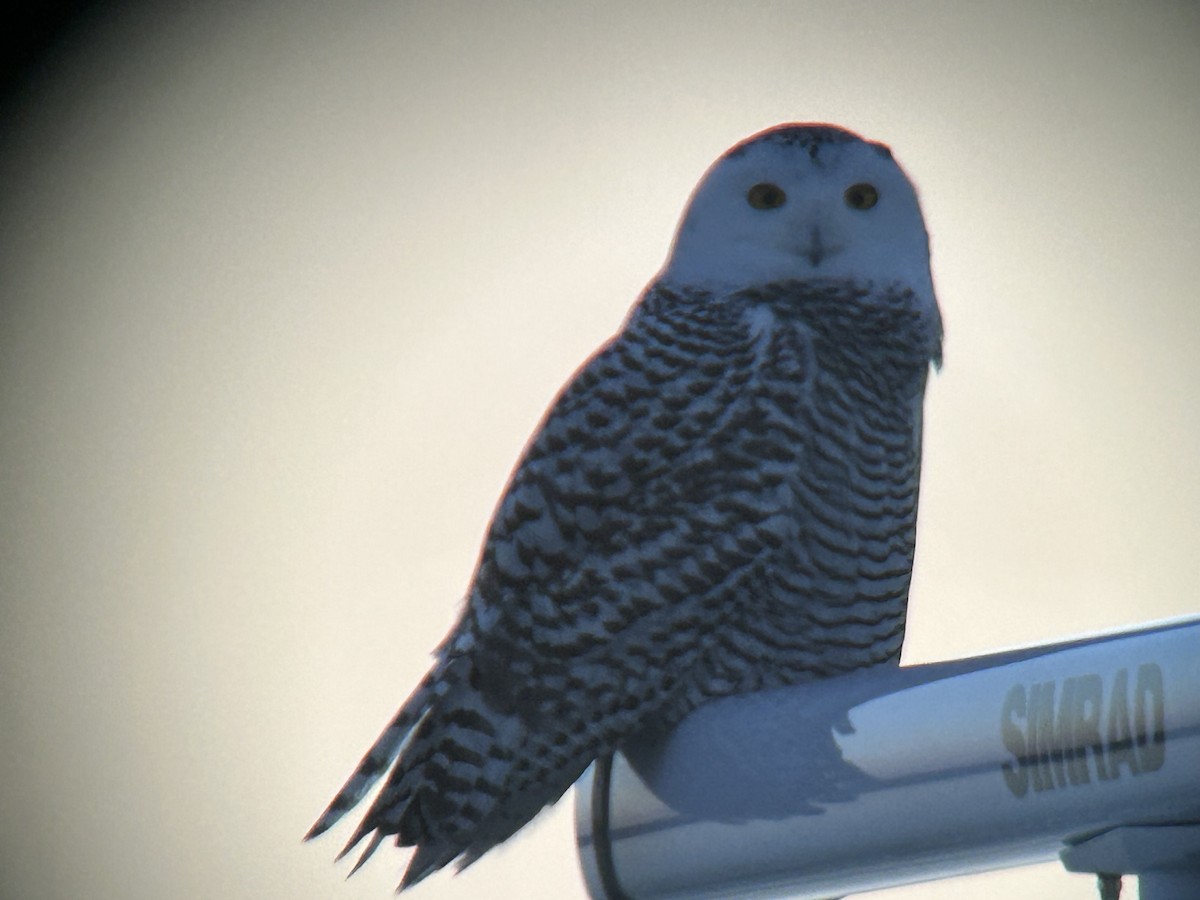 Snowy Owl - ML645233373