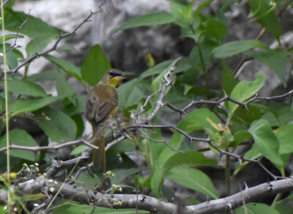 Gray-crowned Yellowthroat - ML645233374