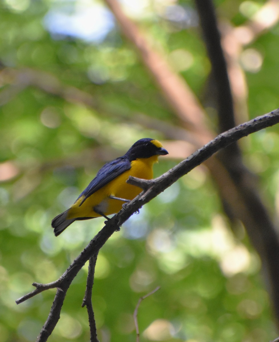 Yellow-throated Euphonia - ML645233392