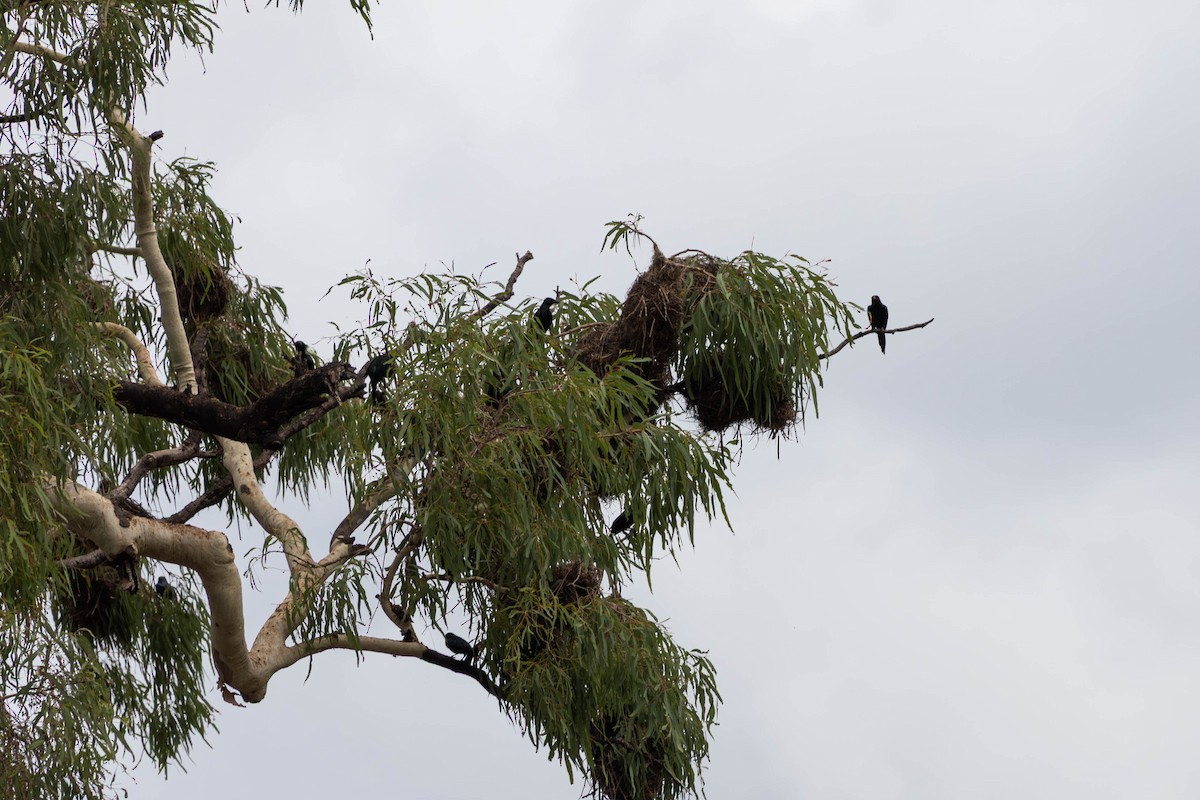 špaček lesklý [skupina metallica] - ML645233397
