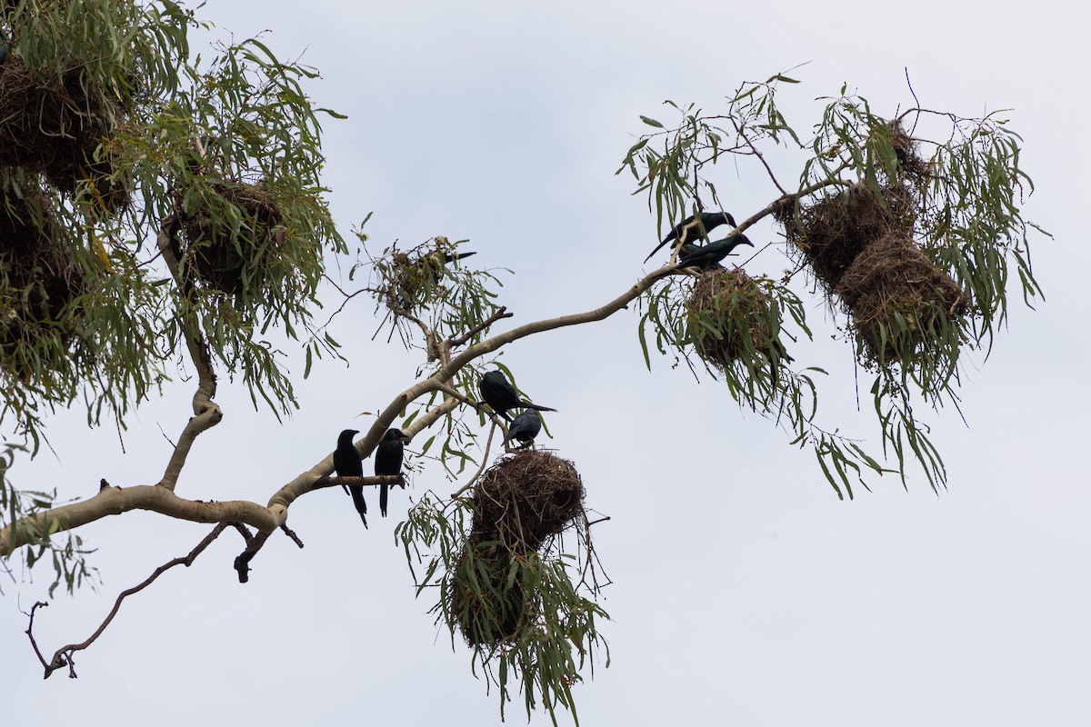 špaček lesklý [skupina metallica] - ML645233398