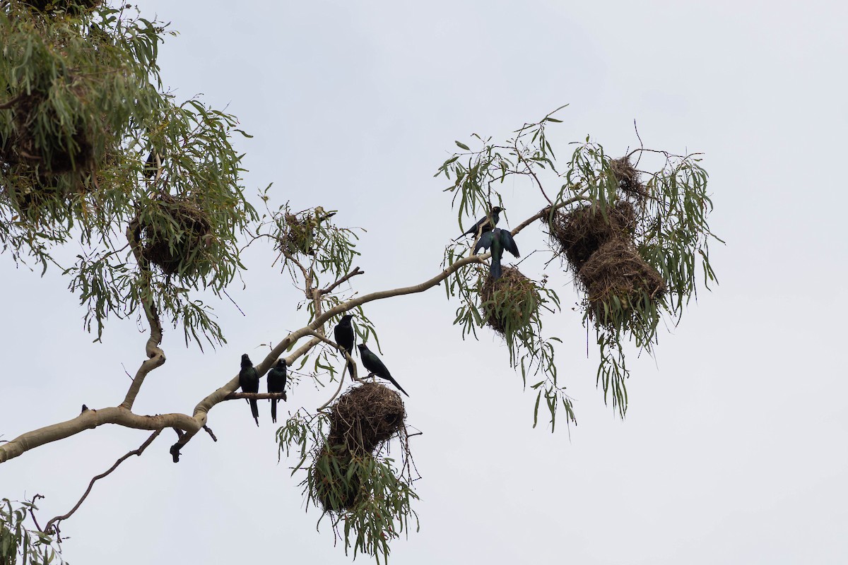 špaček lesklý [skupina metallica] - ML645233399