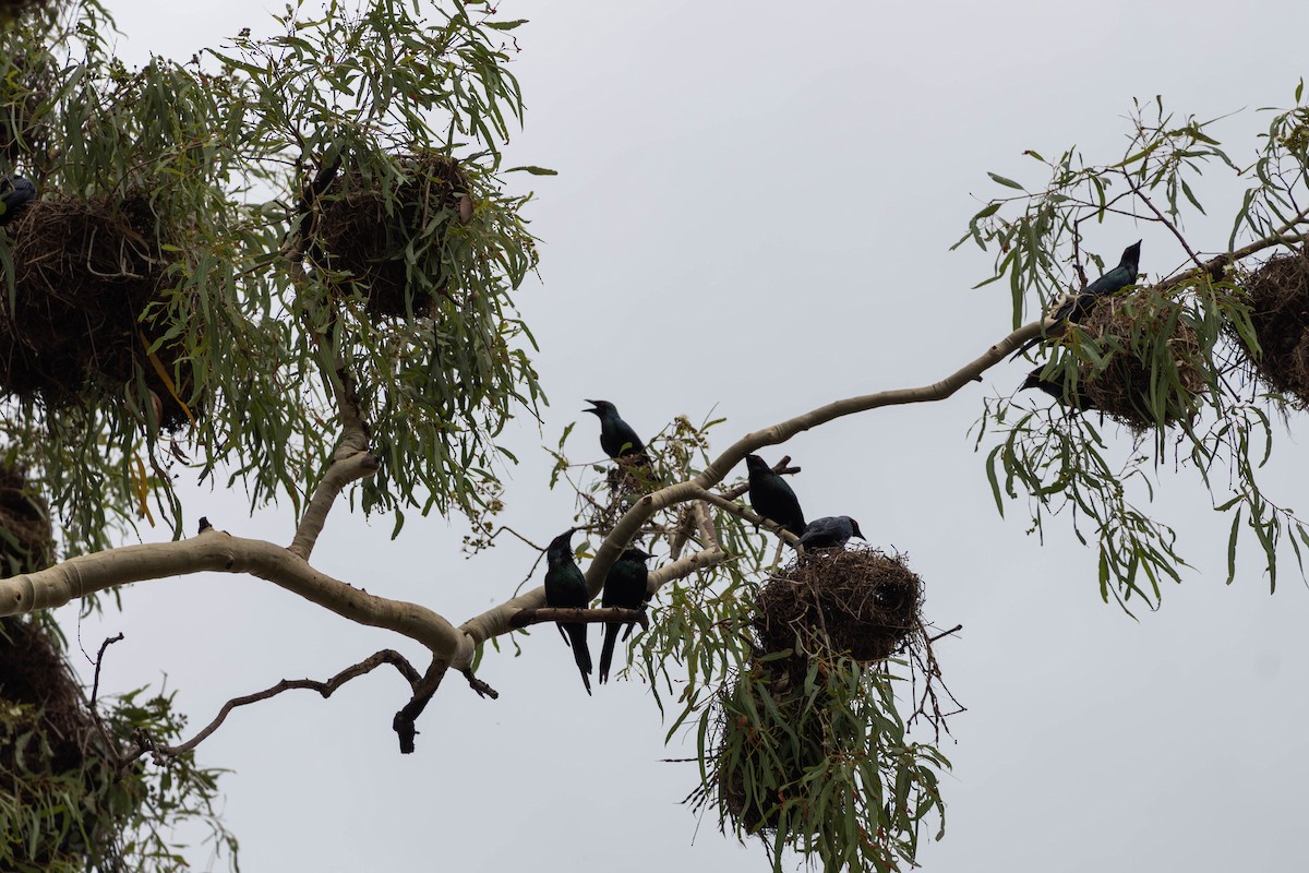 špaček lesklý [skupina metallica] - ML645233400