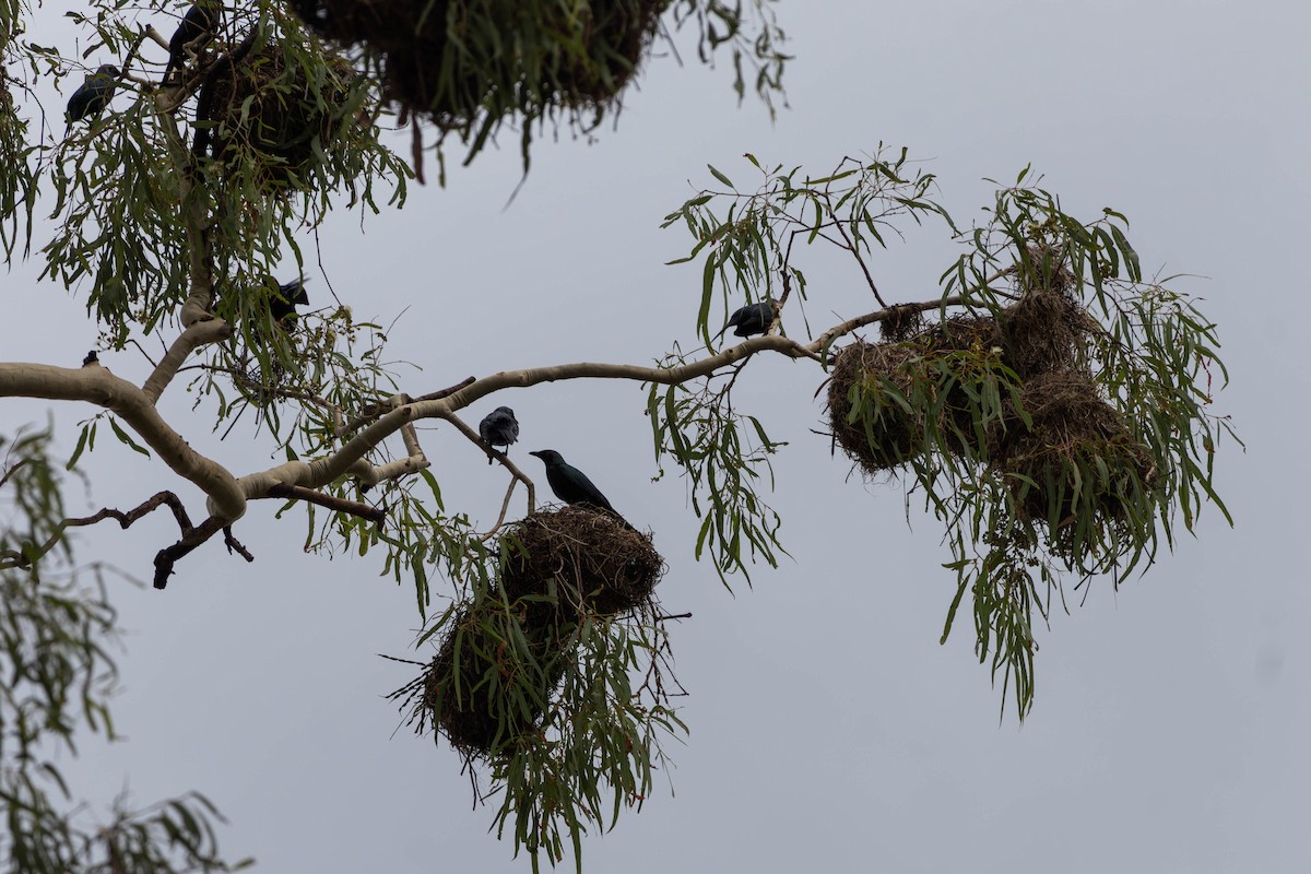 špaček lesklý [skupina metallica] - ML645233401