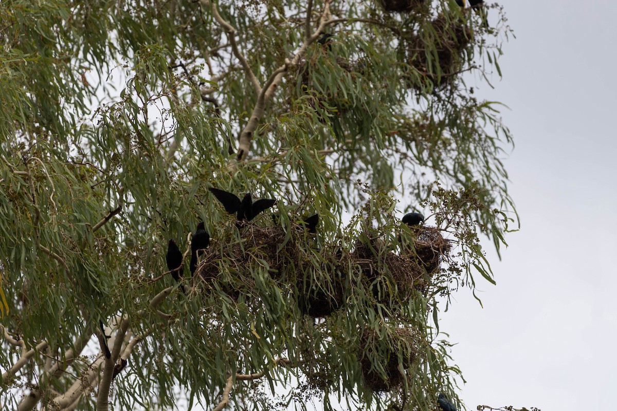 špaček lesklý [skupina metallica] - ML645233403