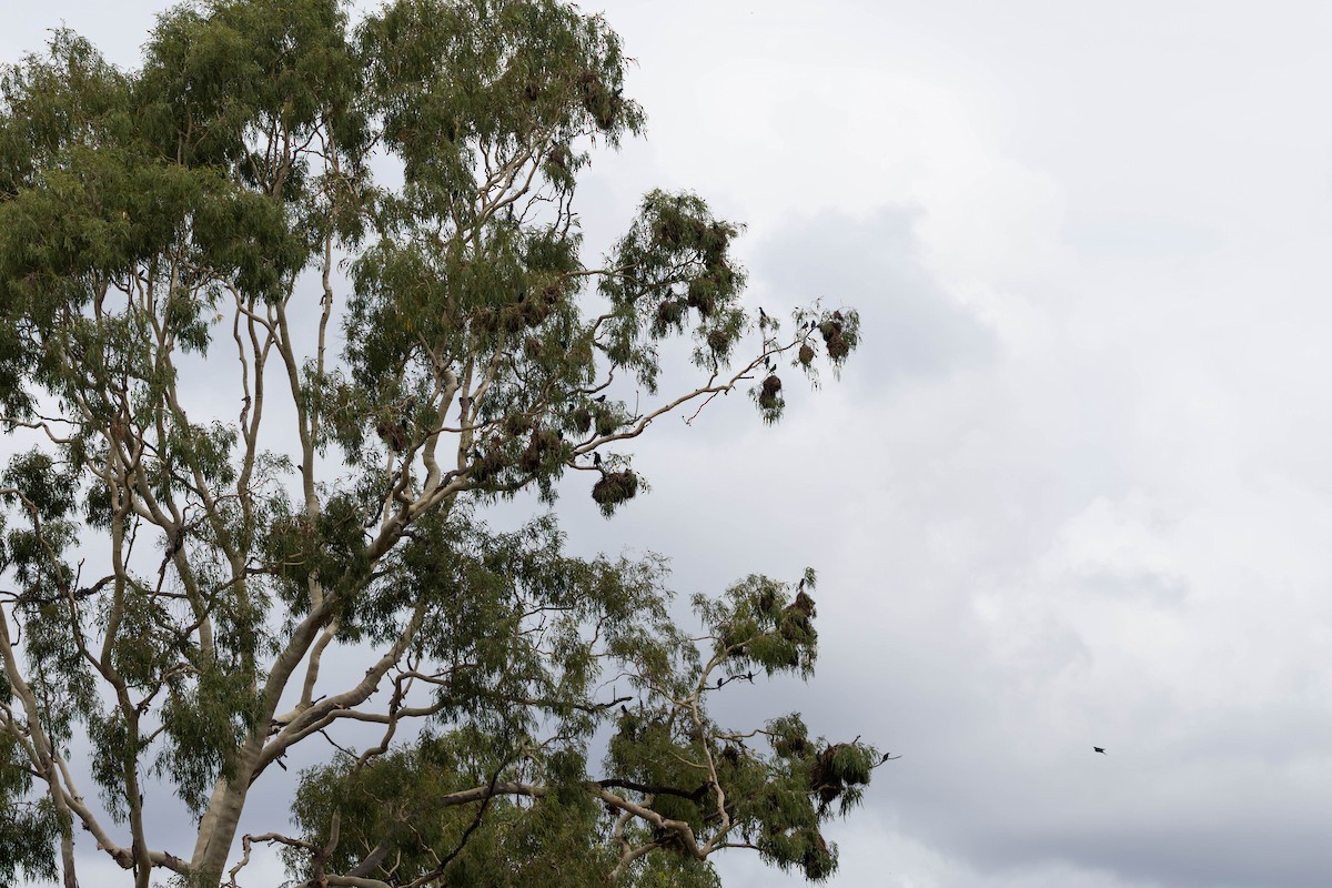 špaček lesklý [skupina metallica] - ML645233404