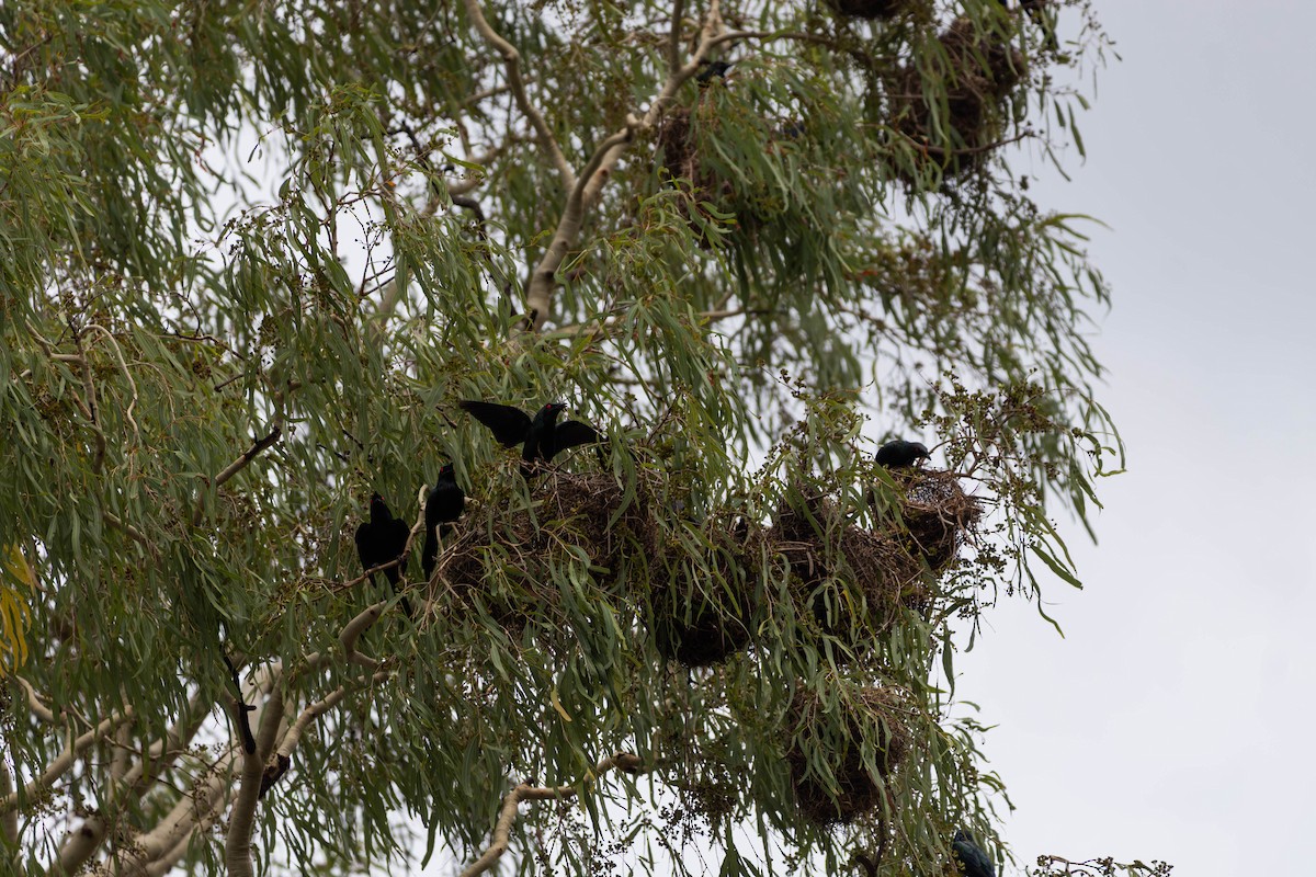 špaček lesklý [skupina metallica] - ML645233405