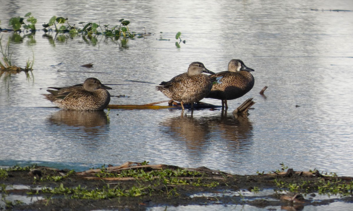 čírka modrokřídlá - ML645233412