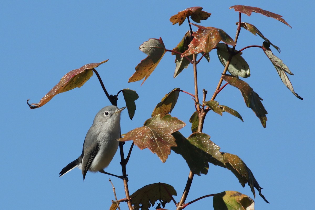 Perlita Grisilla - ML645233419