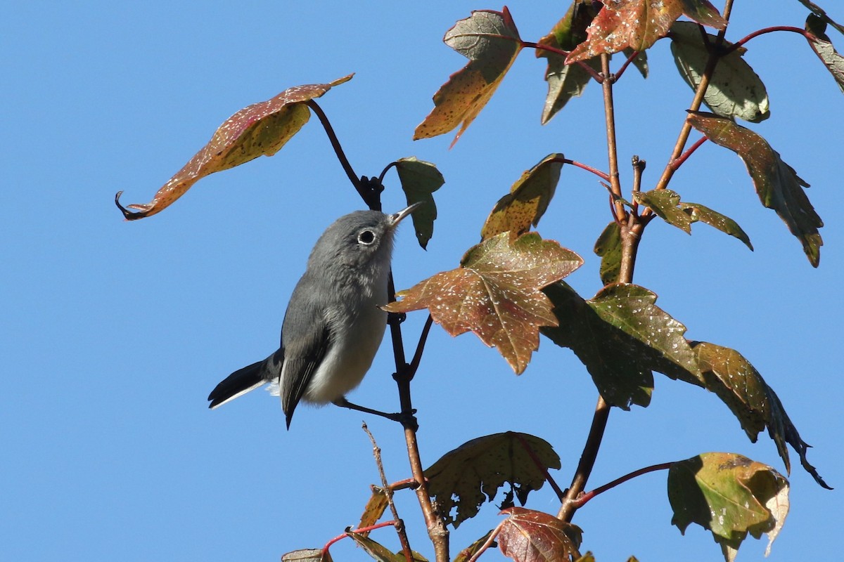 Perlita Grisilla - ML645233420