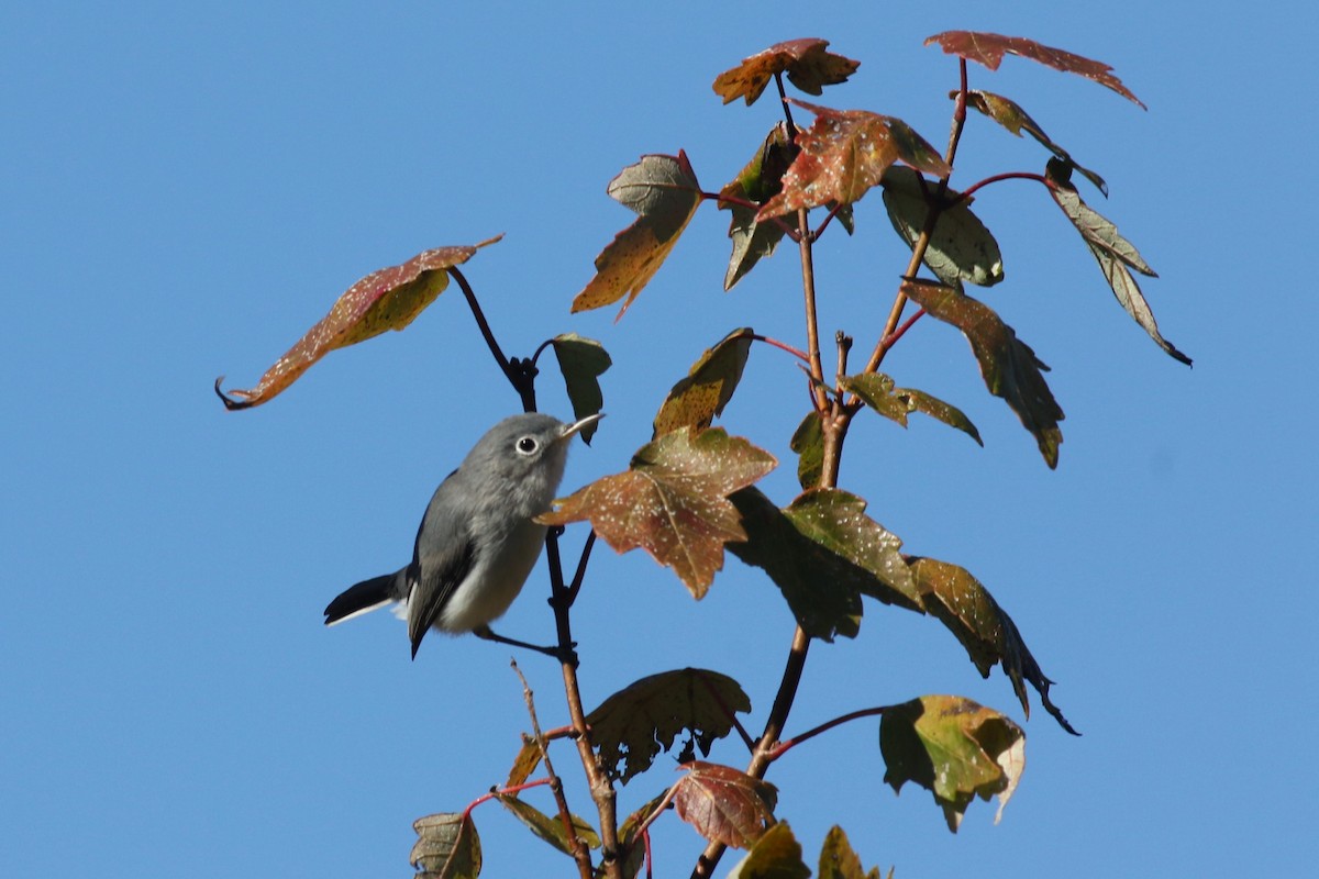 Perlita Grisilla - ML645233421