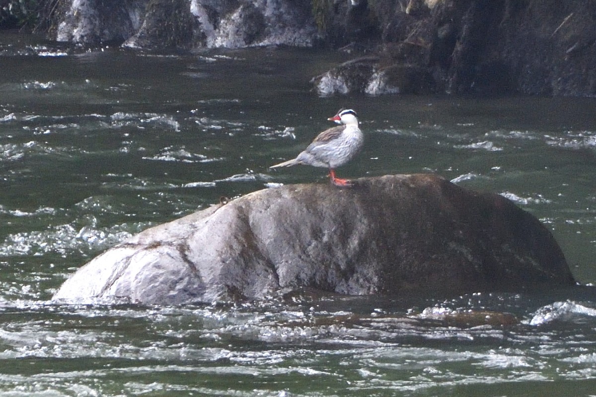 strømand - ML645233422