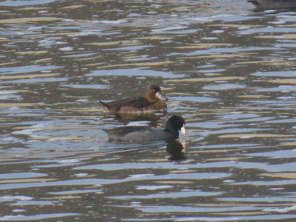 purpurhodeand - ML645233423