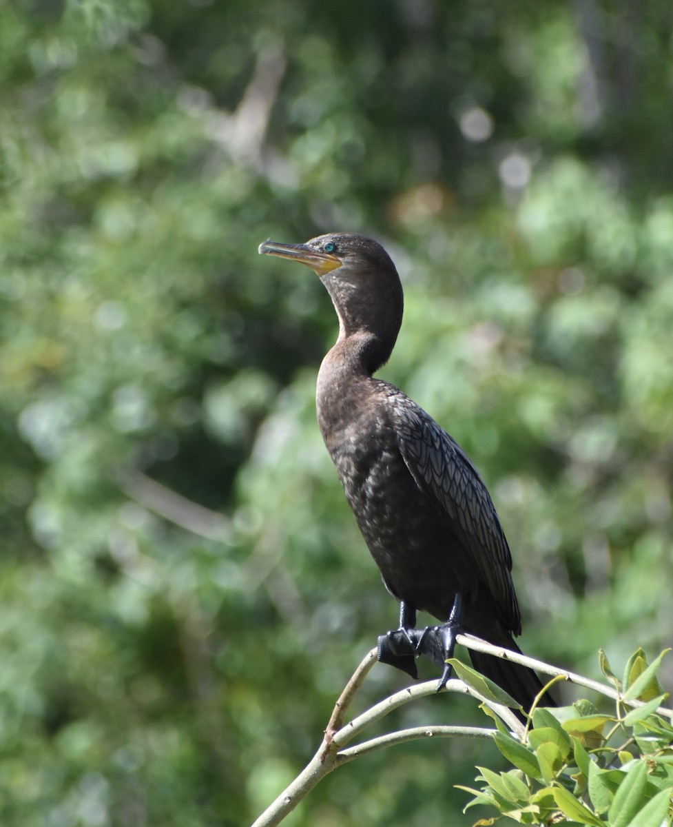 Neotropic Cormorant - ML645233427