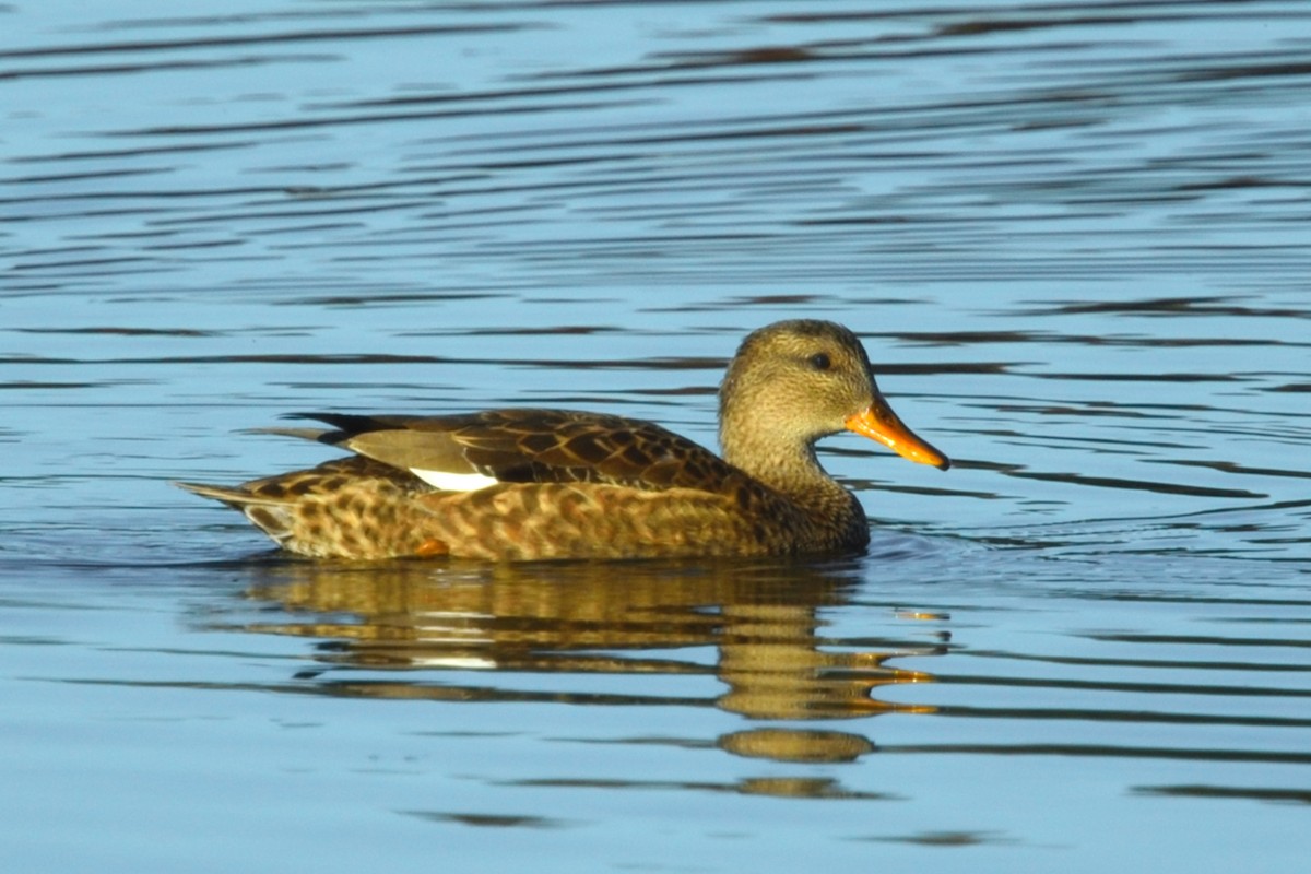 snadderand - ML645233431