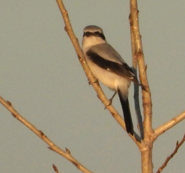 borealvarsler - ML645233432