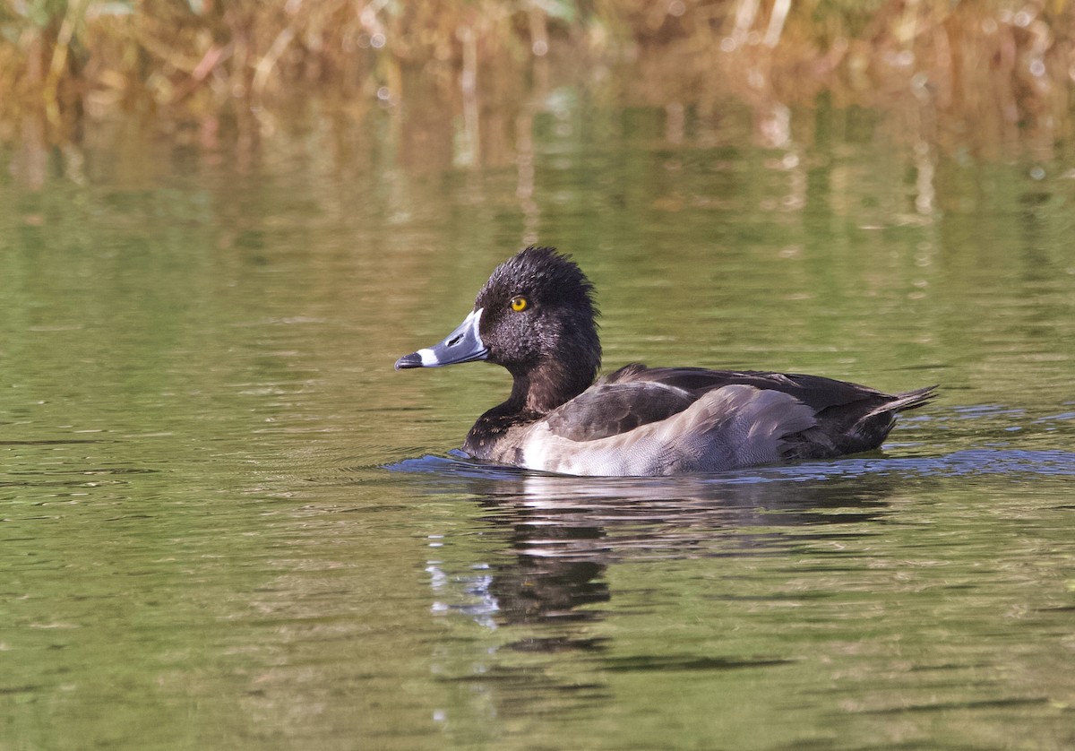 ringand - ML645233435