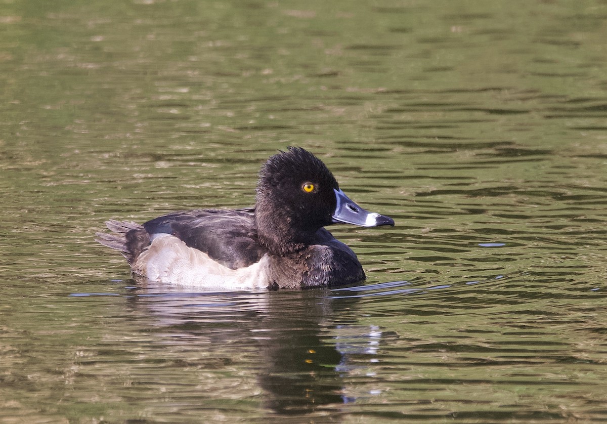 ringand - ML645233436