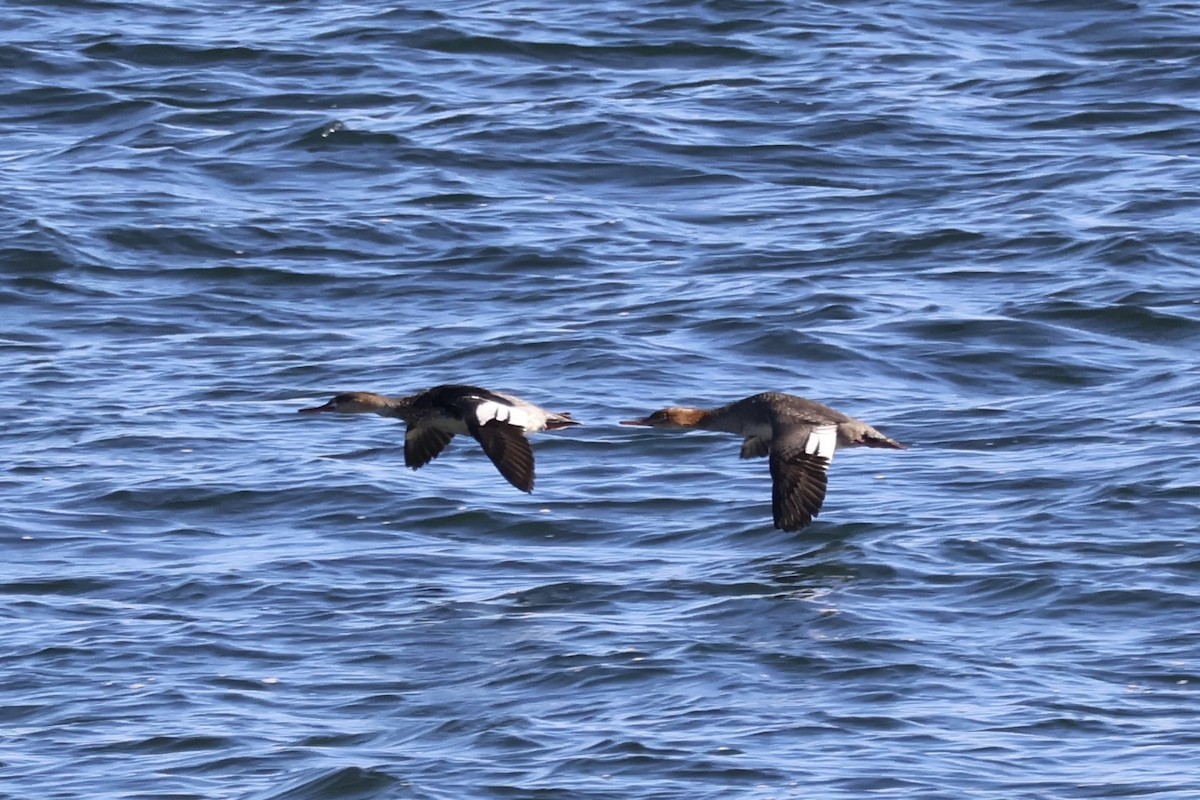 siland - ML645233437