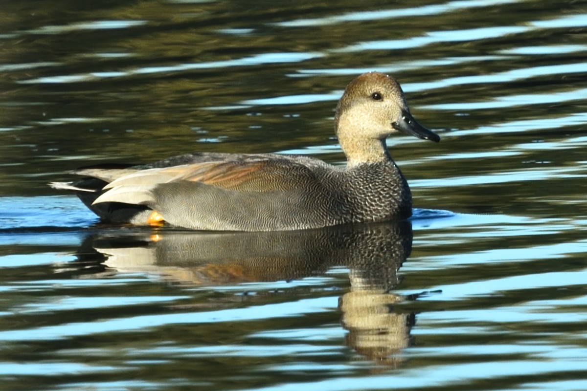 snadderand - ML645233438