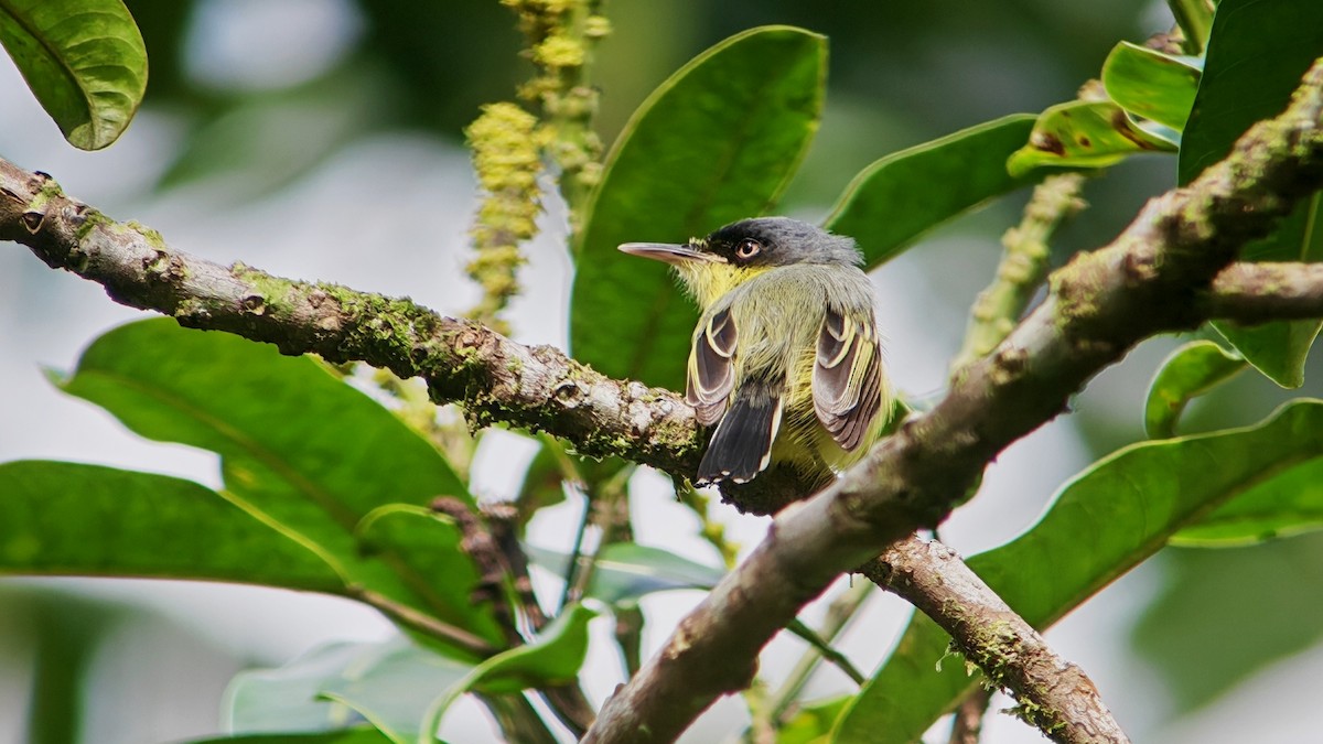 gjøglertodityrann - ML645233439