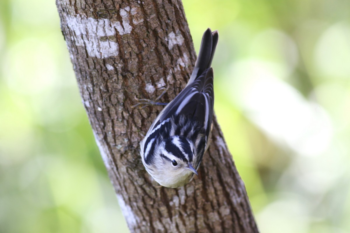 klatreparula - ML645233440