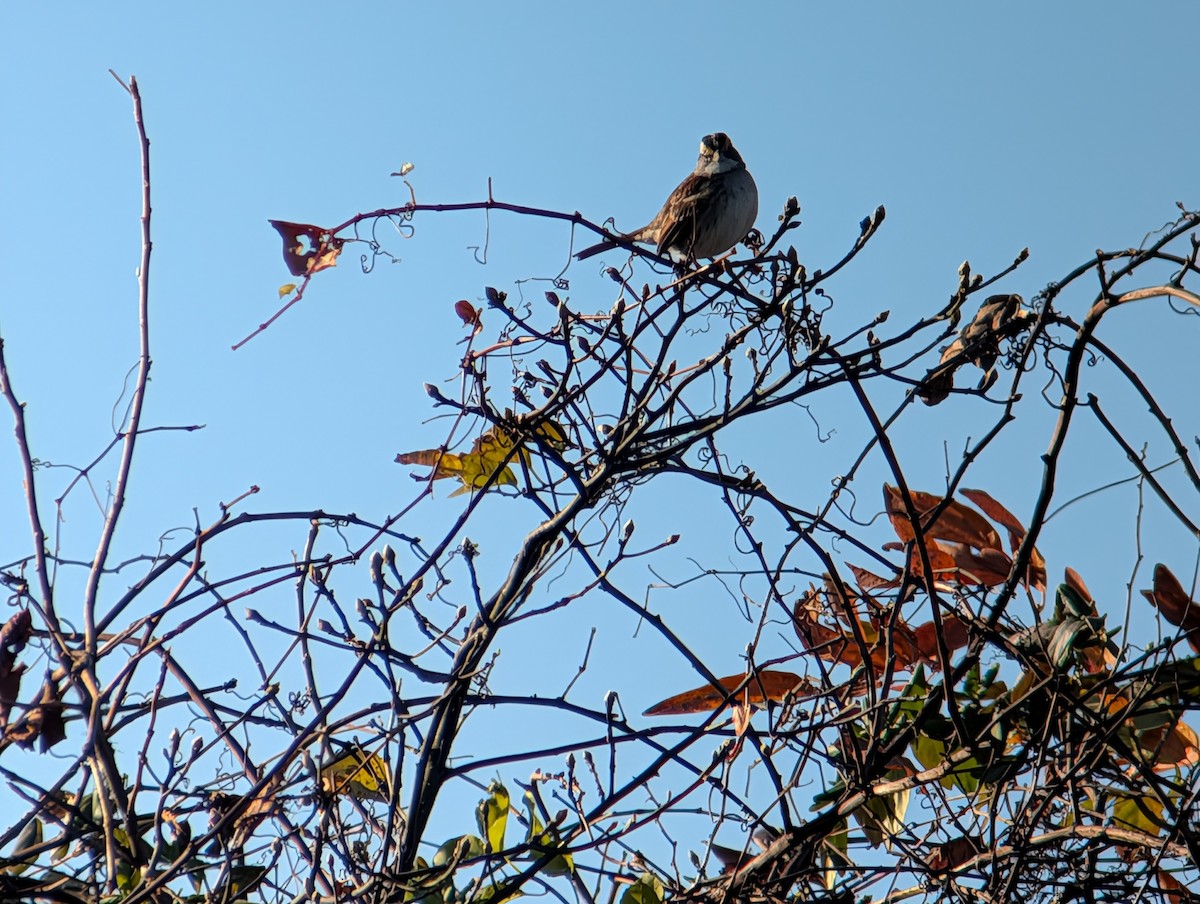 hvitstrupespurv - ML645233441