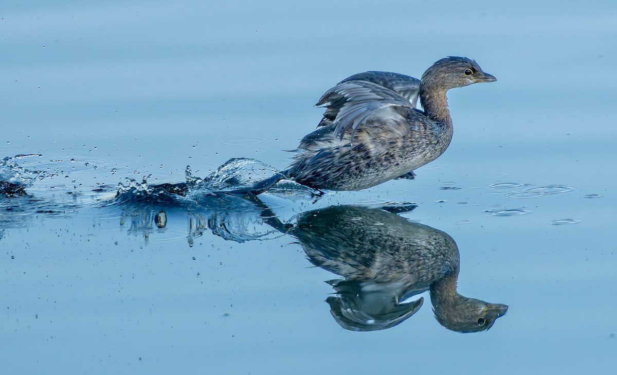 ringnebbdykker - ML645233442