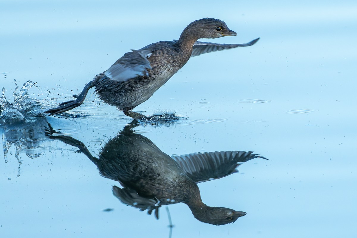 ringnebbdykker - ML645233443