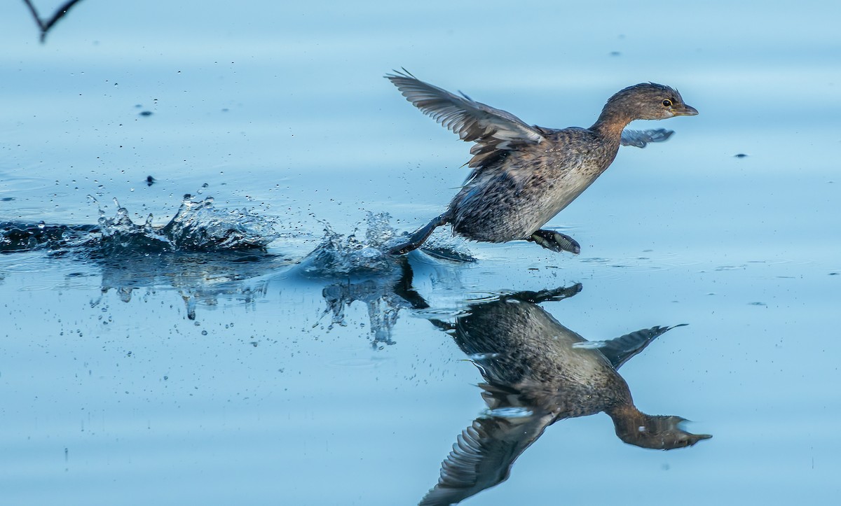 ringnebbdykker - ML645233444