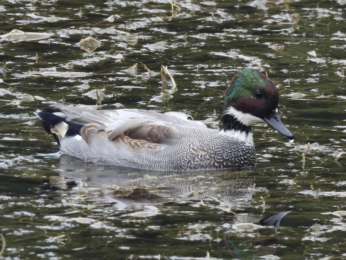 sibirand - ML645233445