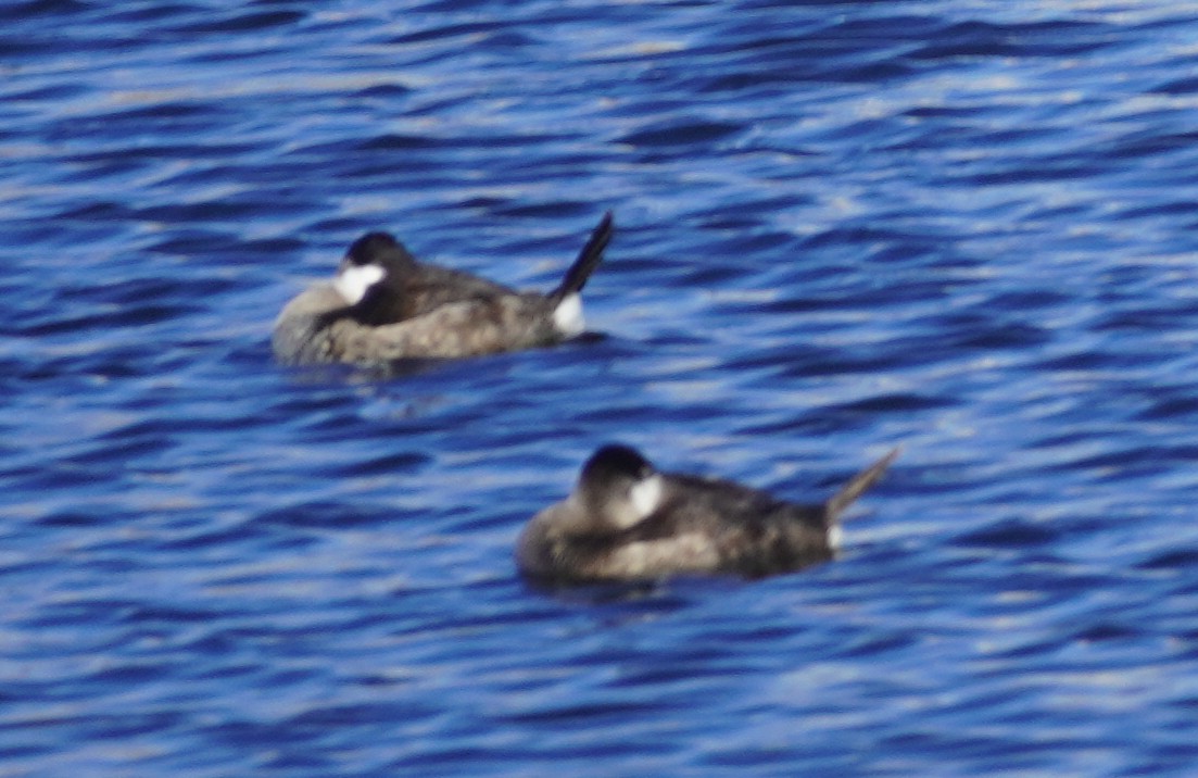 kobberand - ML645233446