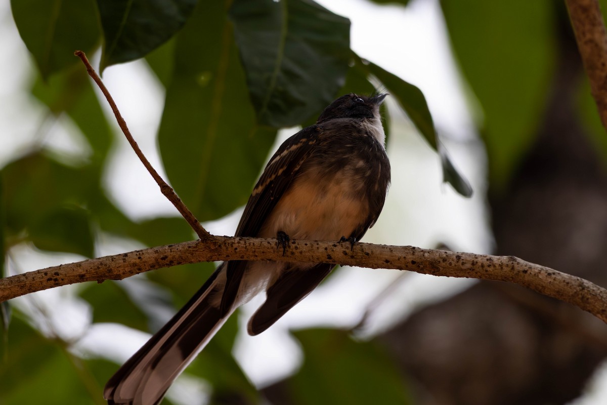 gråbrystviftestjert - ML645233448