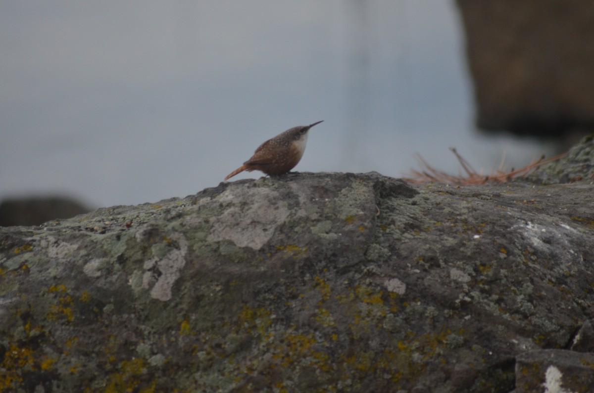 ravinesmett - ML645233451