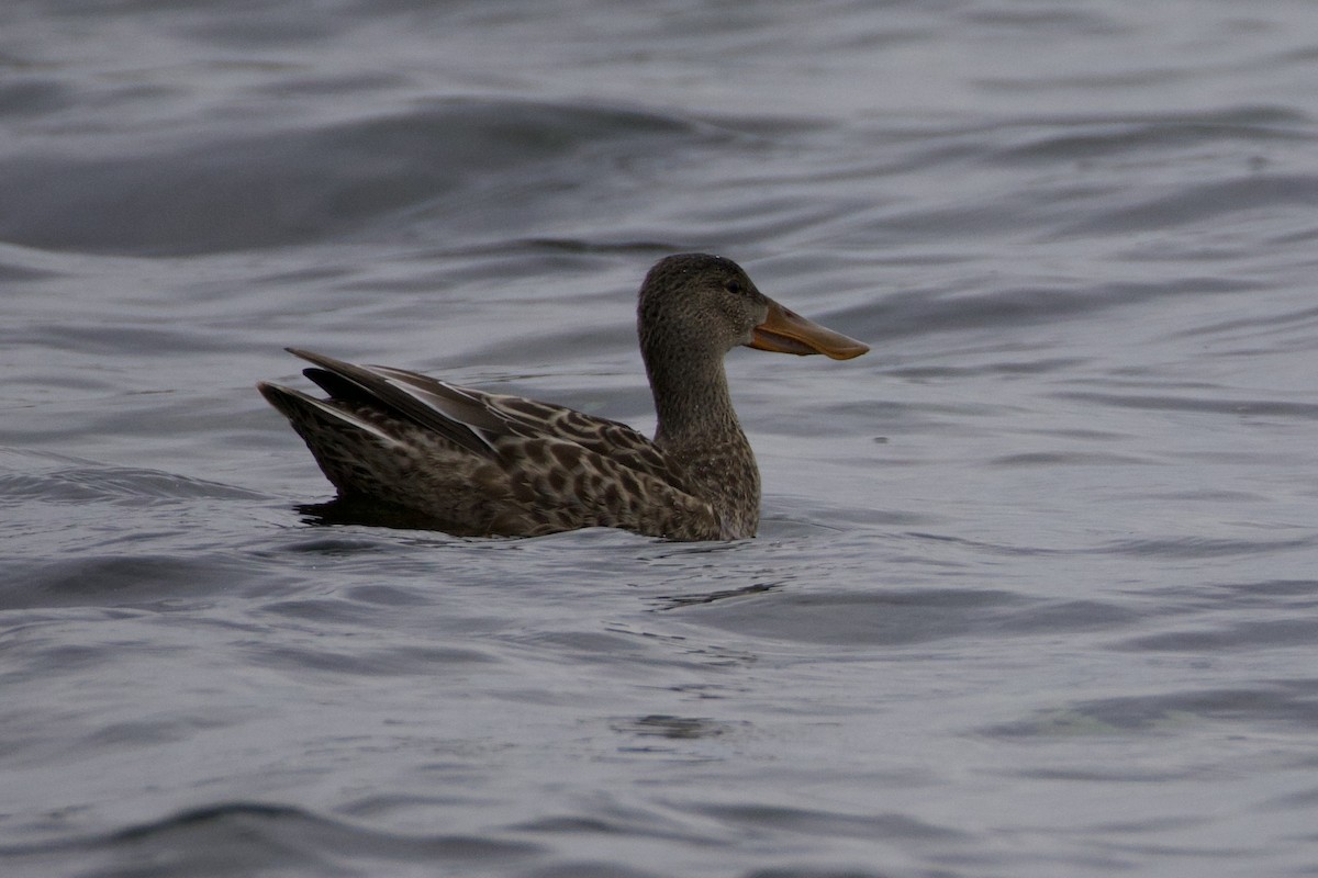 skjeand - ML645233453