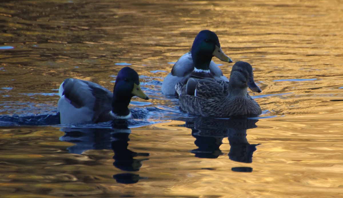 stokkand - ML645233454