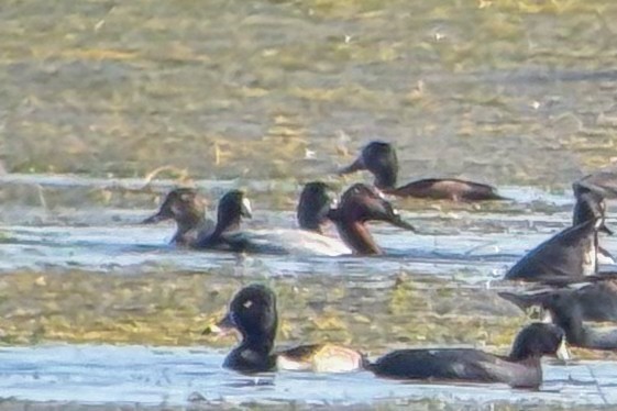 kanvasand - ML645233455