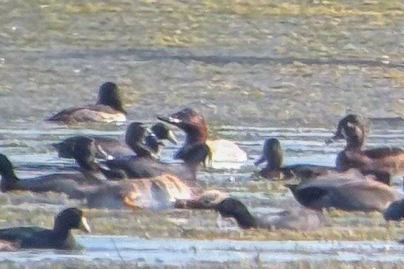 kanvasand - ML645233456