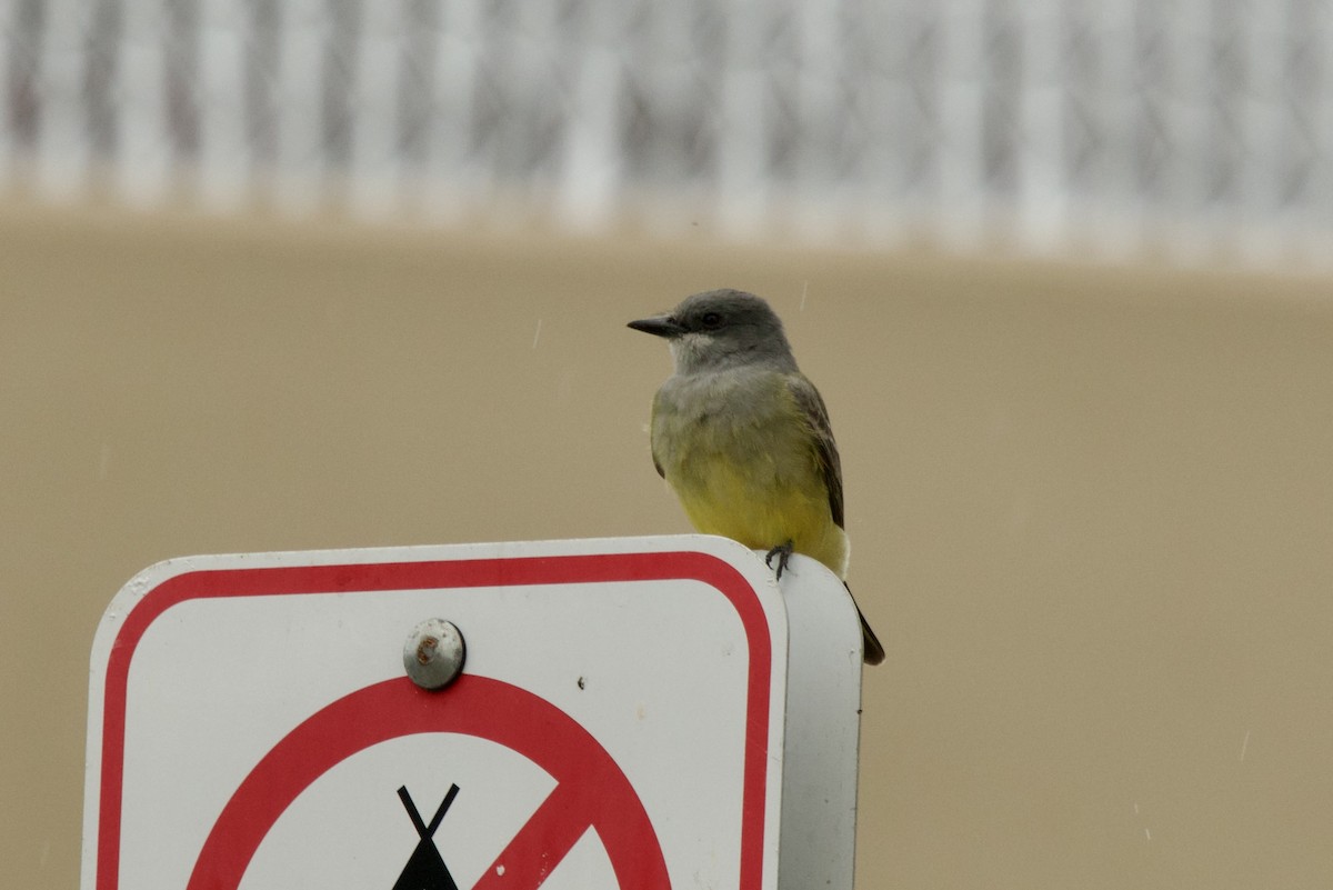 krattkongetyrann - ML645233458