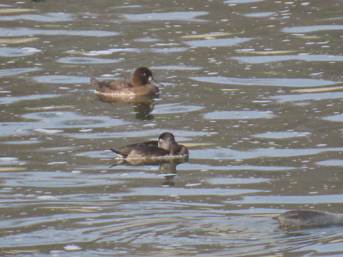 ringand - ML645233459