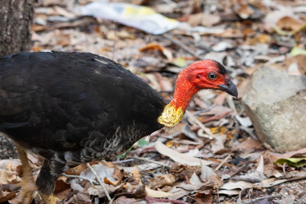 klaveovnhøne - ML645233460