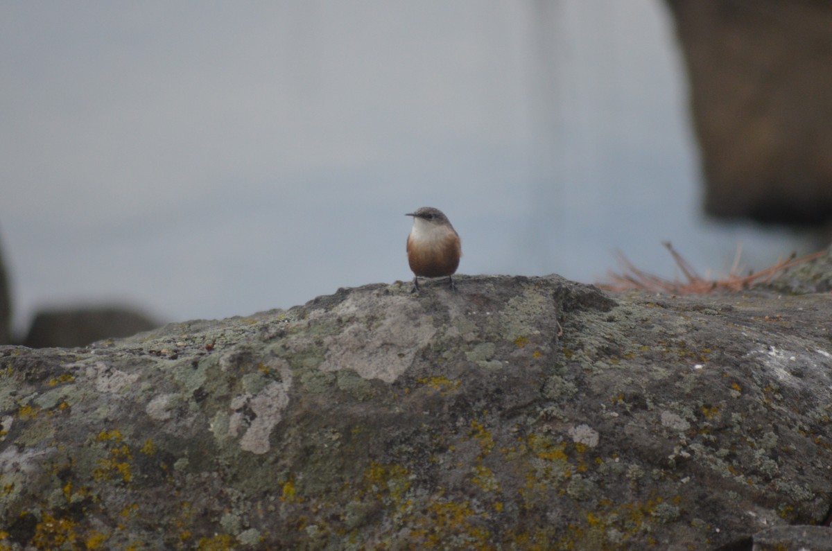 ravinesmett - ML645233464