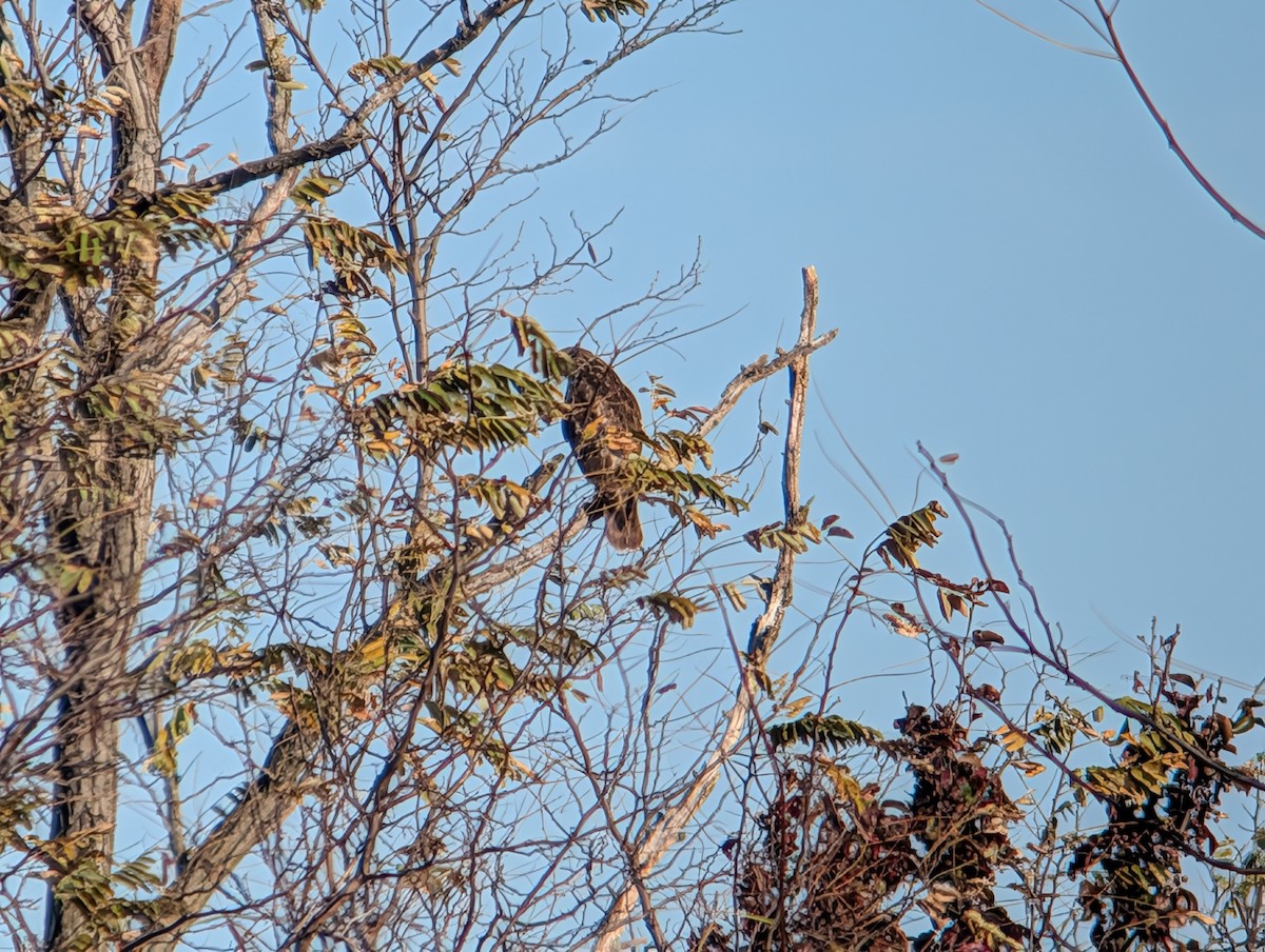 rødstjertvåk (borealis) - ML645233465