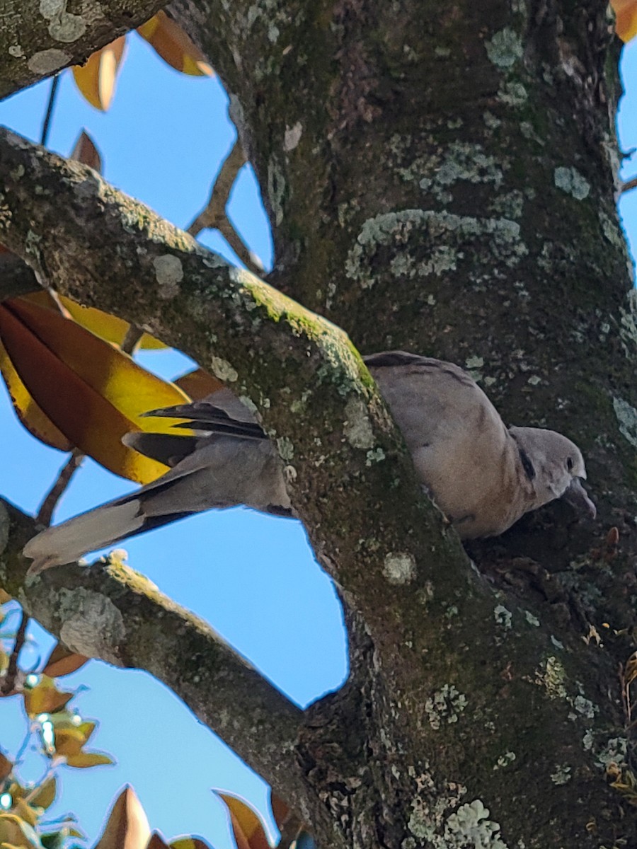 Eurasian Collared-Dove - ML645233471