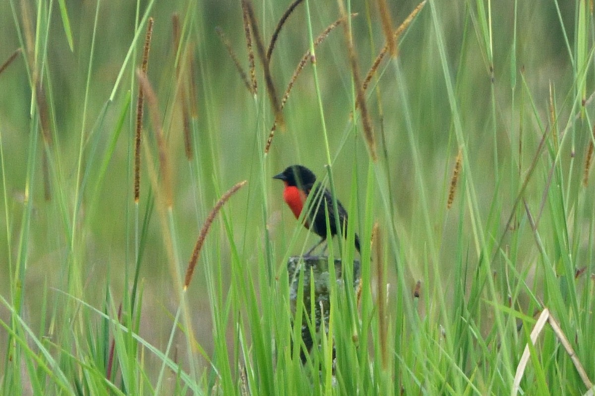 Red-breasted Meadowlark - ML645233487