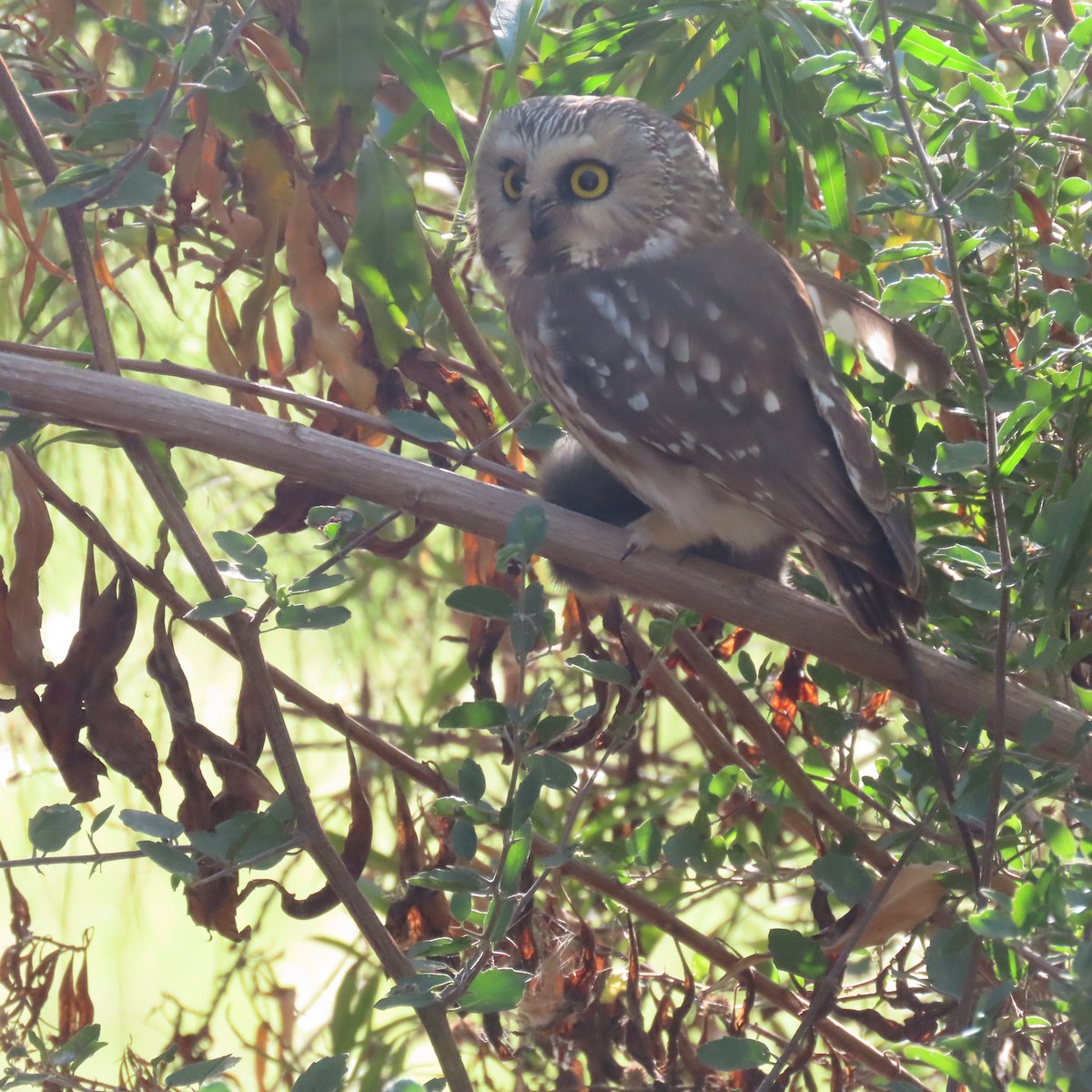 Sägekauz - ML645233503