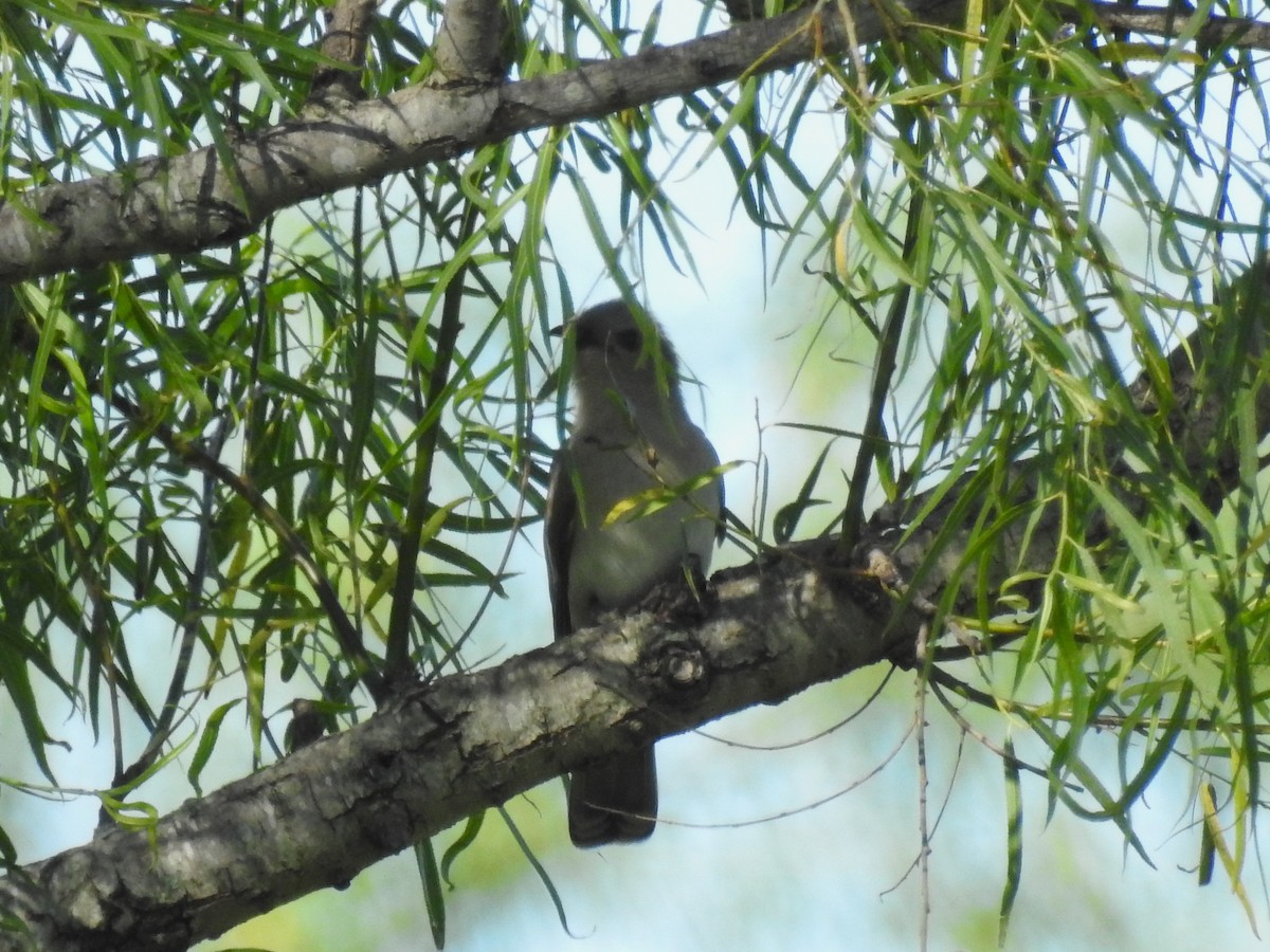 Graukehlkuckuck - ML645233505