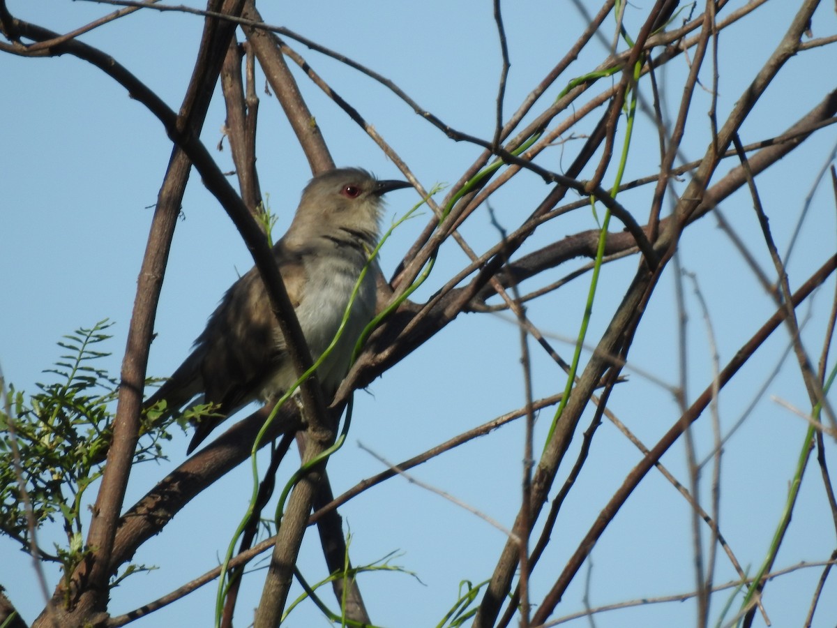 Graukehlkuckuck - ML645233506